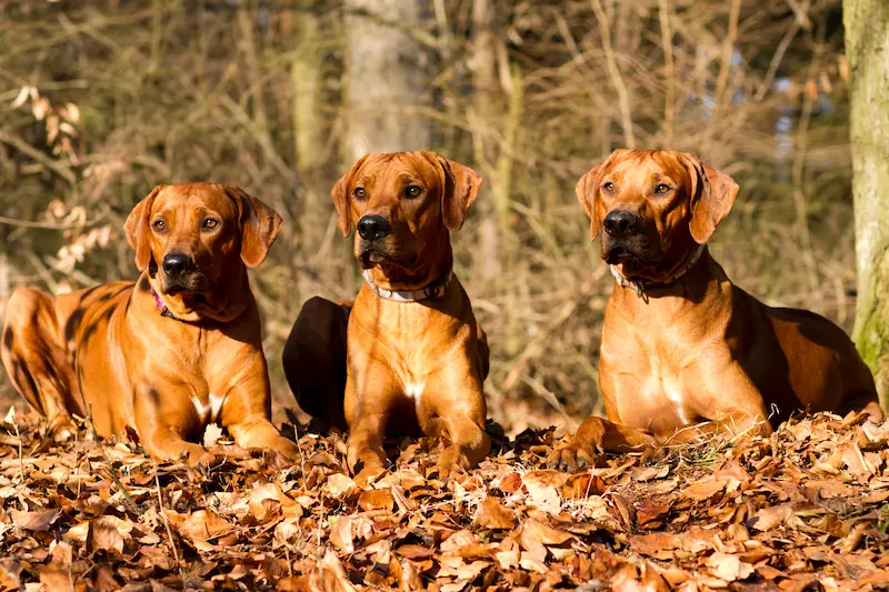Galerie fotek oči sfingy - rhodéský ridgeback