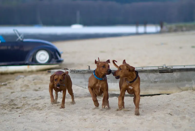 Galerie fotek Oči sfingy - rhodéský ridgeback