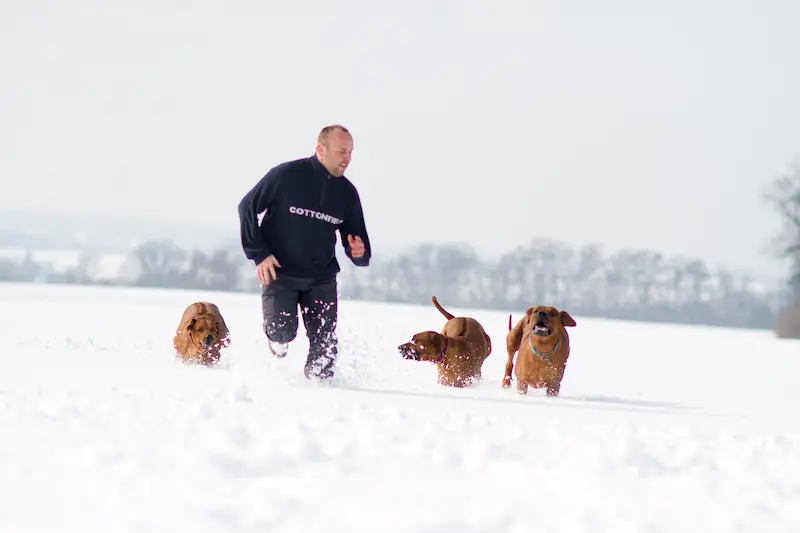 Galerie fotek Oči sfingy - rhodéský ridgeback