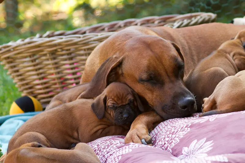 Galerie fotek Oči sfingy -  rhodéský ridgeback