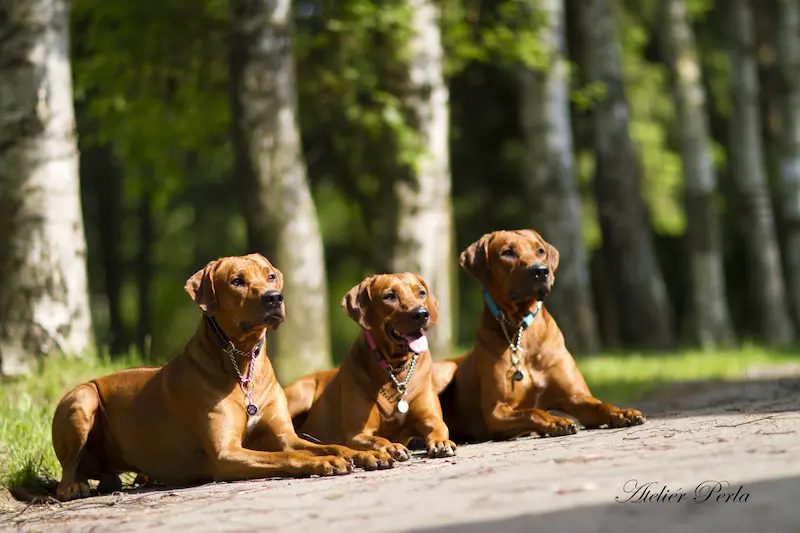 Galerie fotek Oči sfingy - rhodéský ridgeback