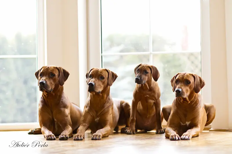 Galerie fotek Oči sfingy - rhodéský ridgeback