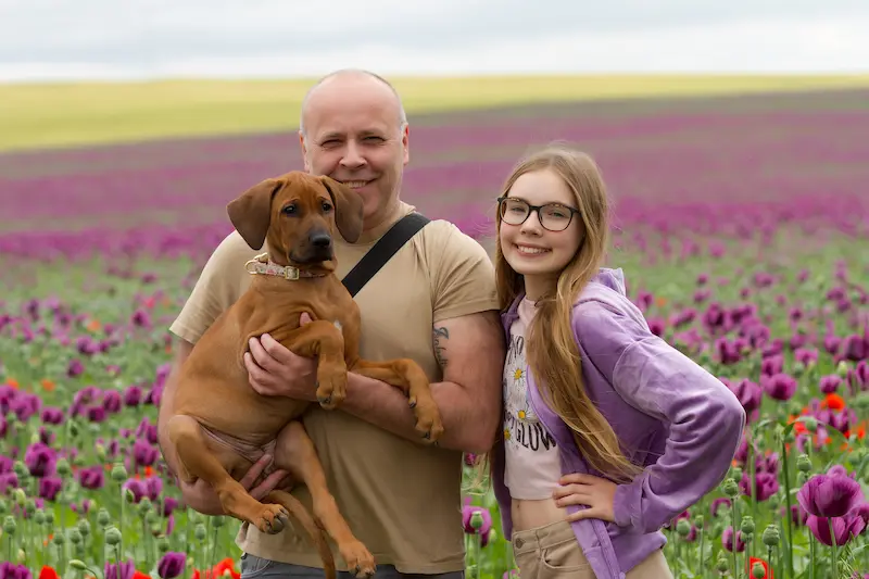 Rhodéský ridgeback štěňata s průkazem původu 5 Galerie fotek rhodesky ridgeback 9