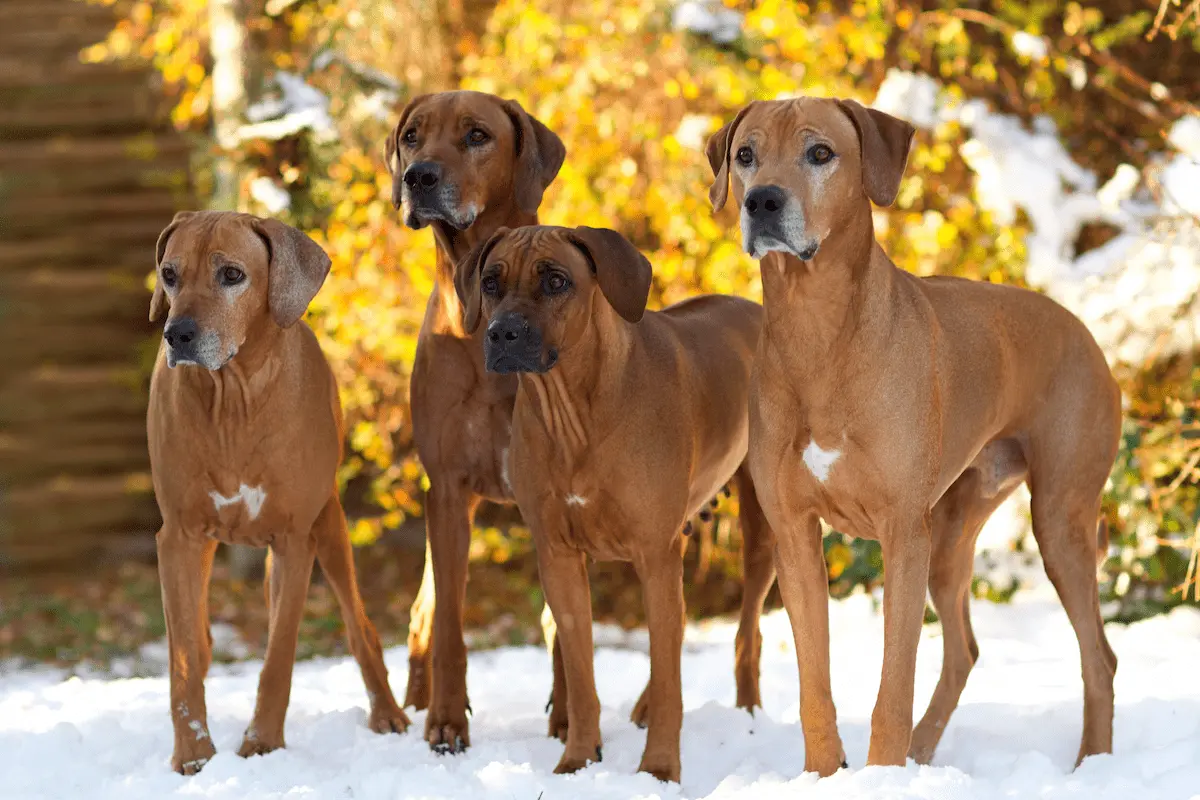Péče a zdraví Rhodéského ridgebacka 2 Pece a zdravi Rhodeskeho ridgebacka 1