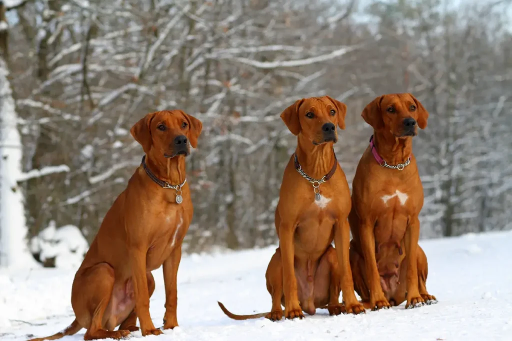 Spolupráce se značkami pro psy 4 Výstava a chov Rhodéského ridgebacka