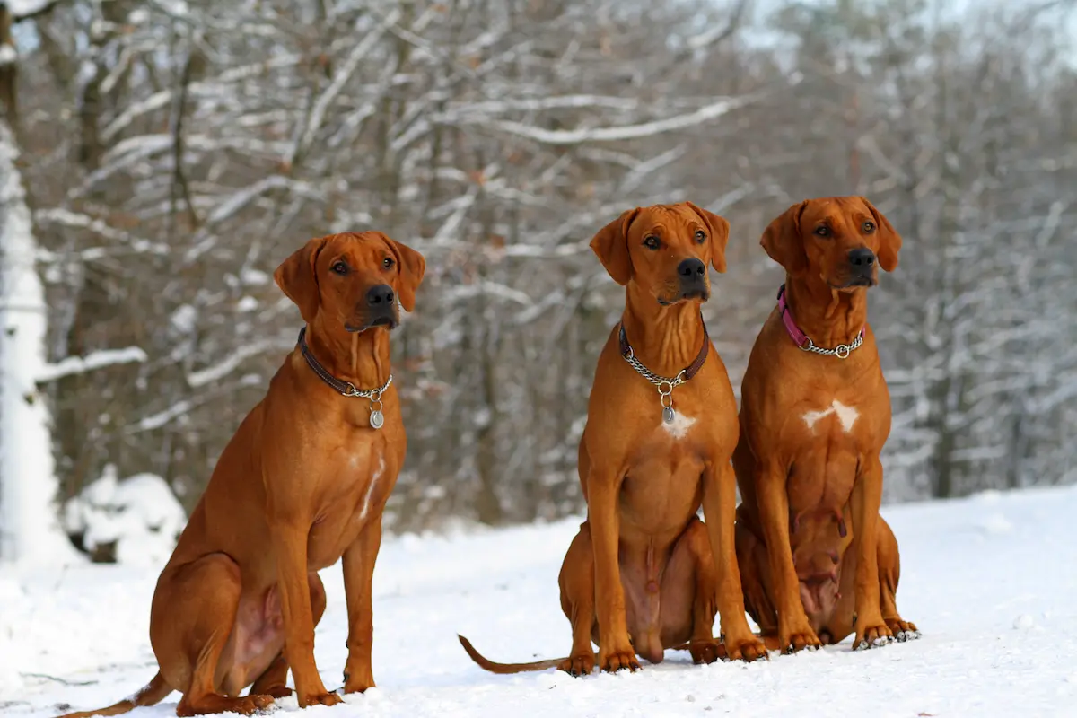 Výstavy a chov Rhodéského ridgebacka 1 Pece a zdravi Rhodeskeho ridgebacka 2