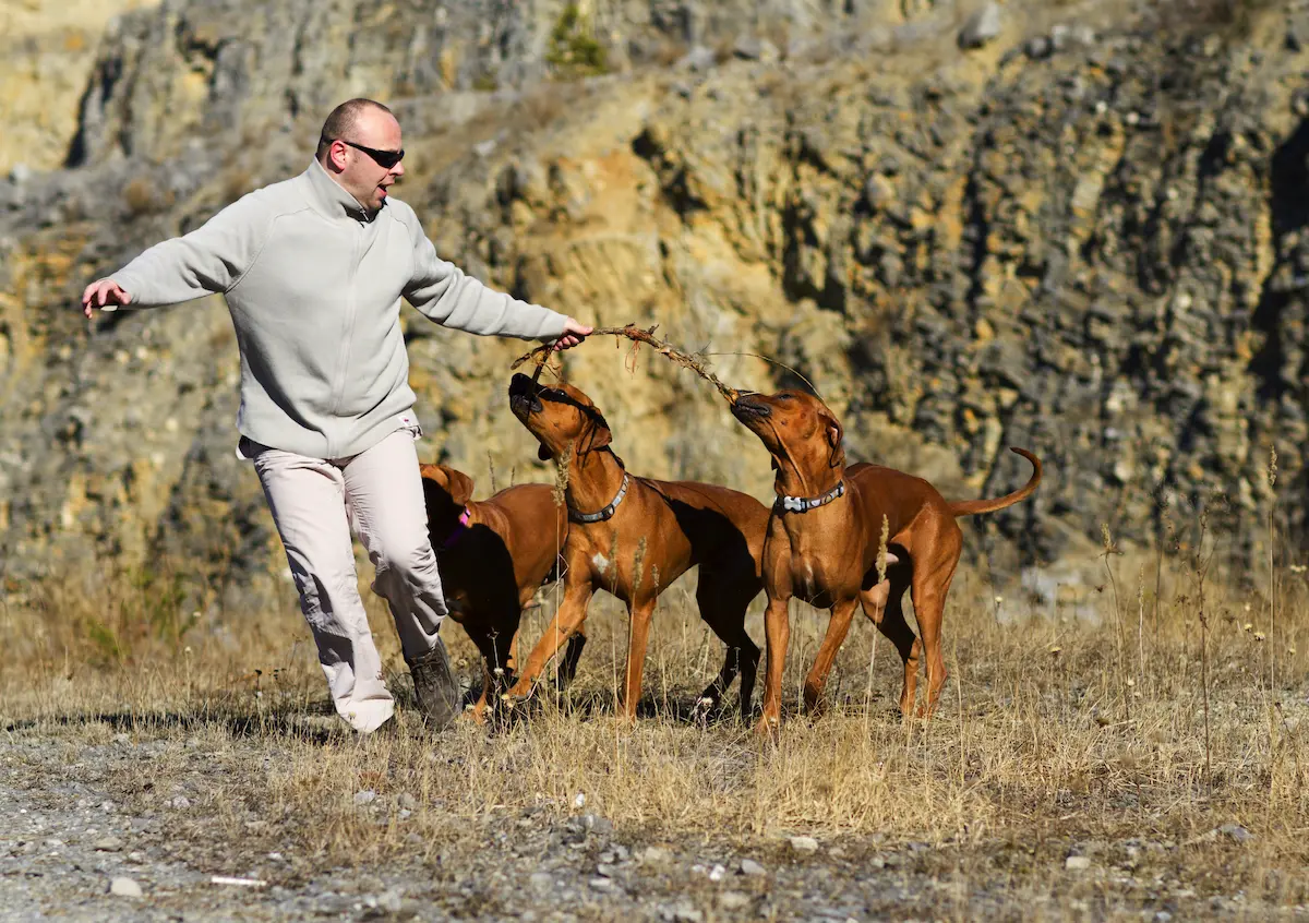 Povaha a temperament Rhodéského ridgebacka 2 Povaha a temperament ridgebacka