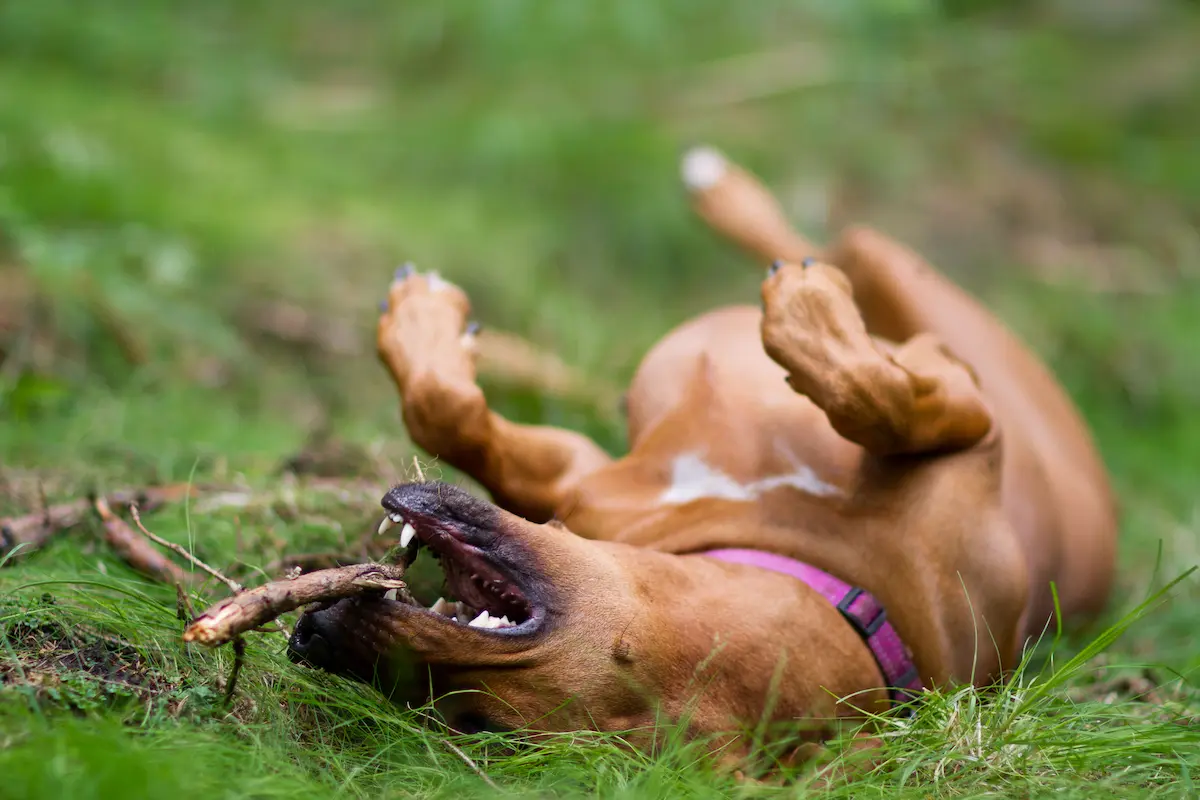 Povaha a temperament rhodéského ridgebacka