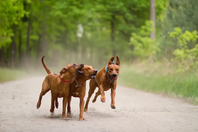 Rhodéský ridgeback, Chovatelská stanice Oči sfingy