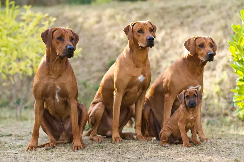 Rhodéský ridgeback, Chovatelská stanice Oči sfingy
