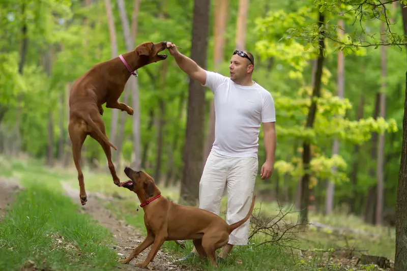 Rhodéský ridgeback, Chovatelská stanice Oči sfingy