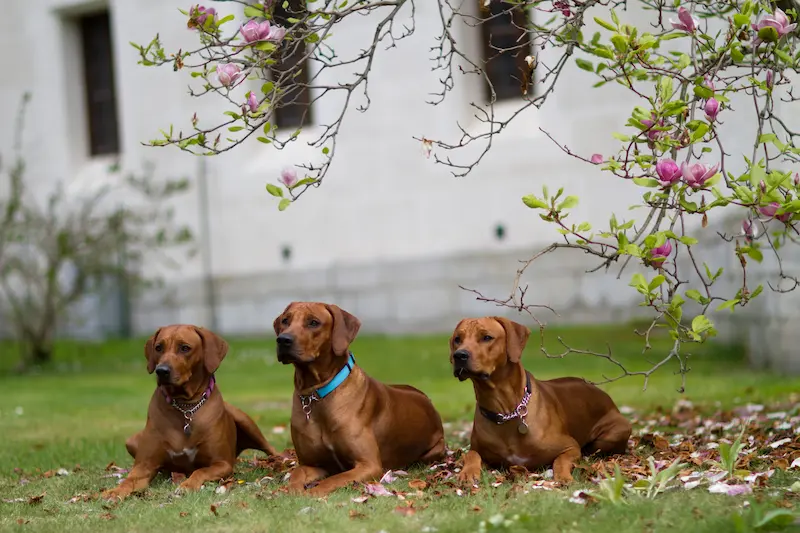 Rhodéský ridgeback, Chovatelská stanice Oči sfingy