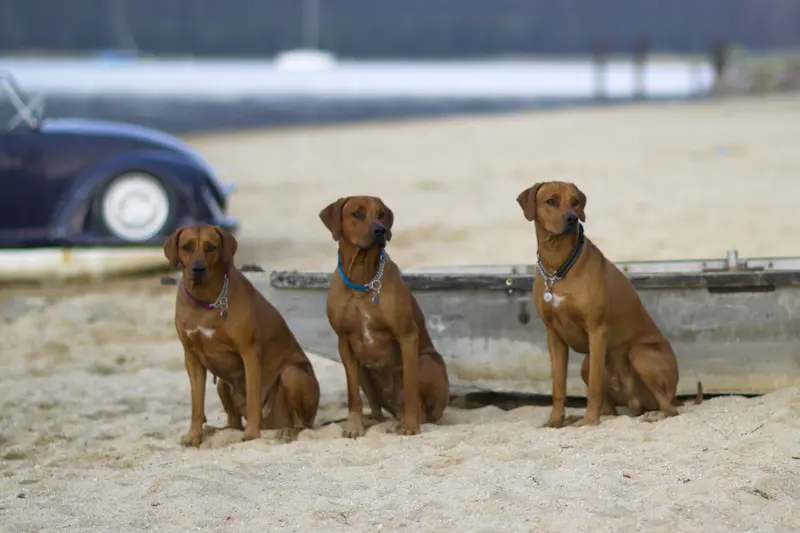 Rhodéský ridgeback, Chovatelská stanice Oči sfingy