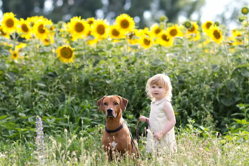 Rhodéský ridgeback, Chovatelská stanice Oči sfingy