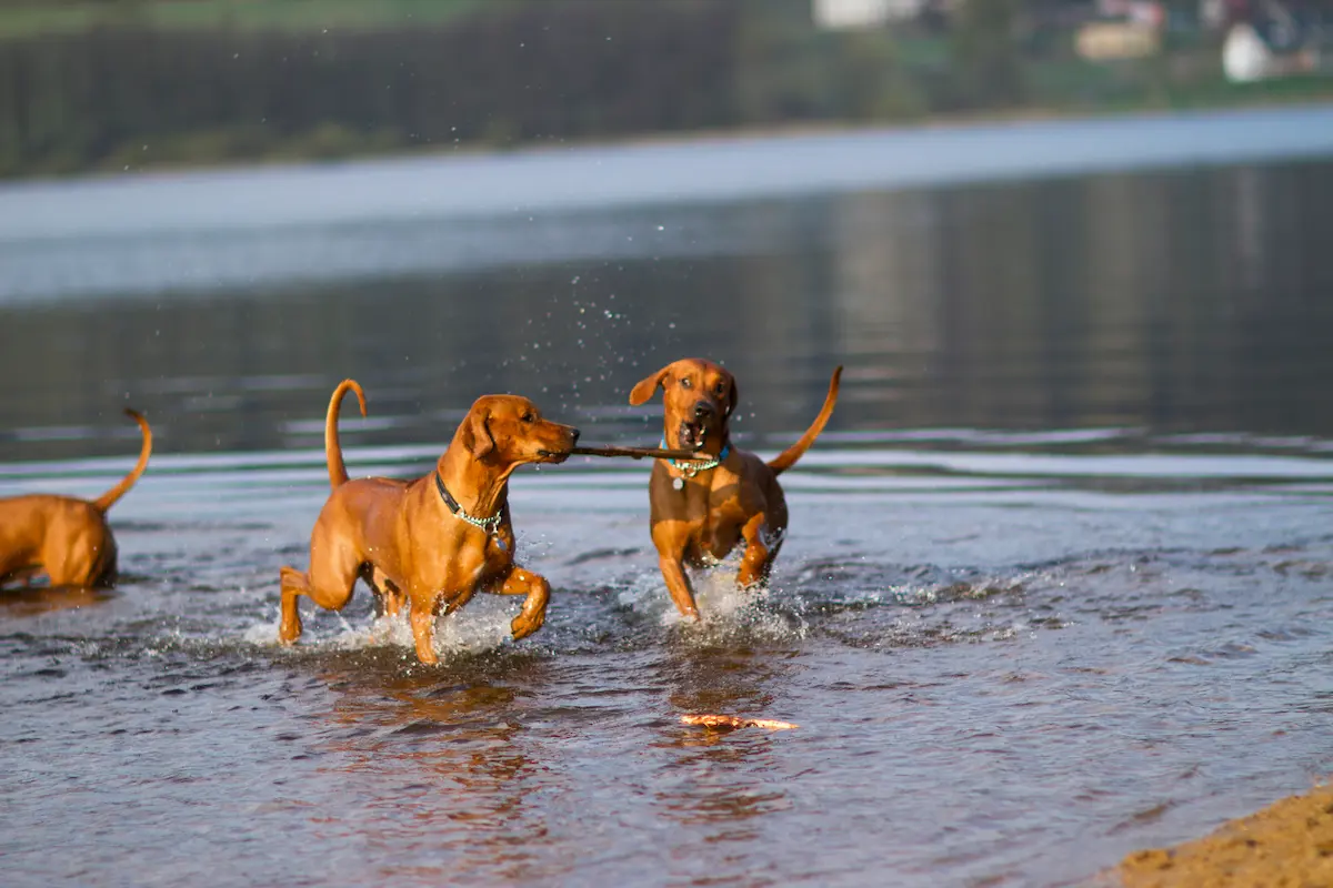 Pohyb a aktivity Rhodéského ridgebacka 2 Rhodesky ridgeback a plavani