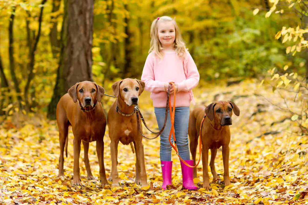 Rhodéský ridgeback a rodina 2 Rhodesky ridgeback a rodina 1