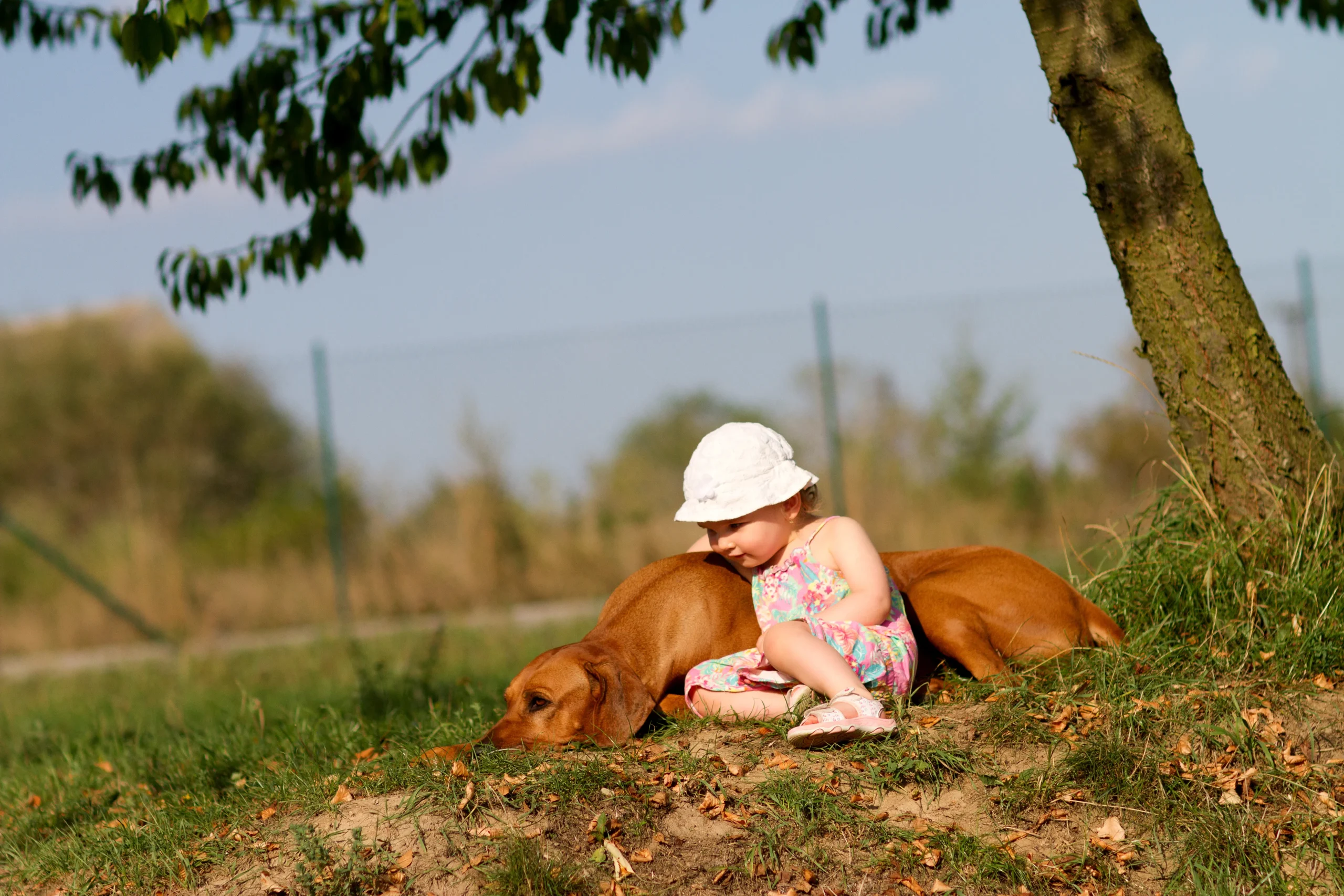Rhodéský ridgeback a rodina 1 Rhodesky ridgeback a rodina 2 scaled