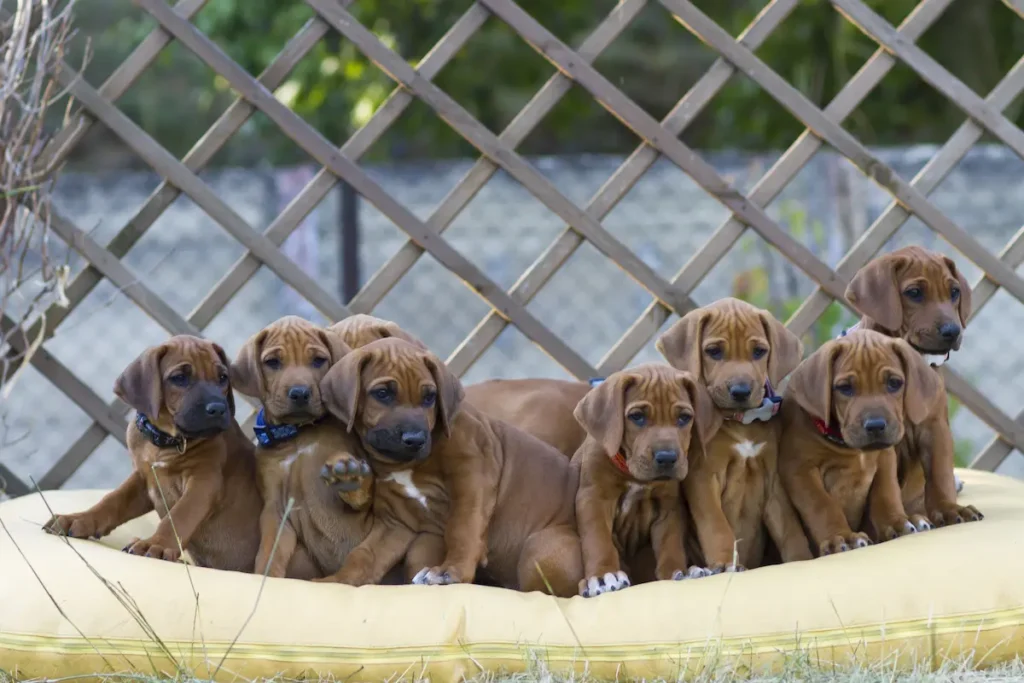 Rhodéský ridgeback štěňata