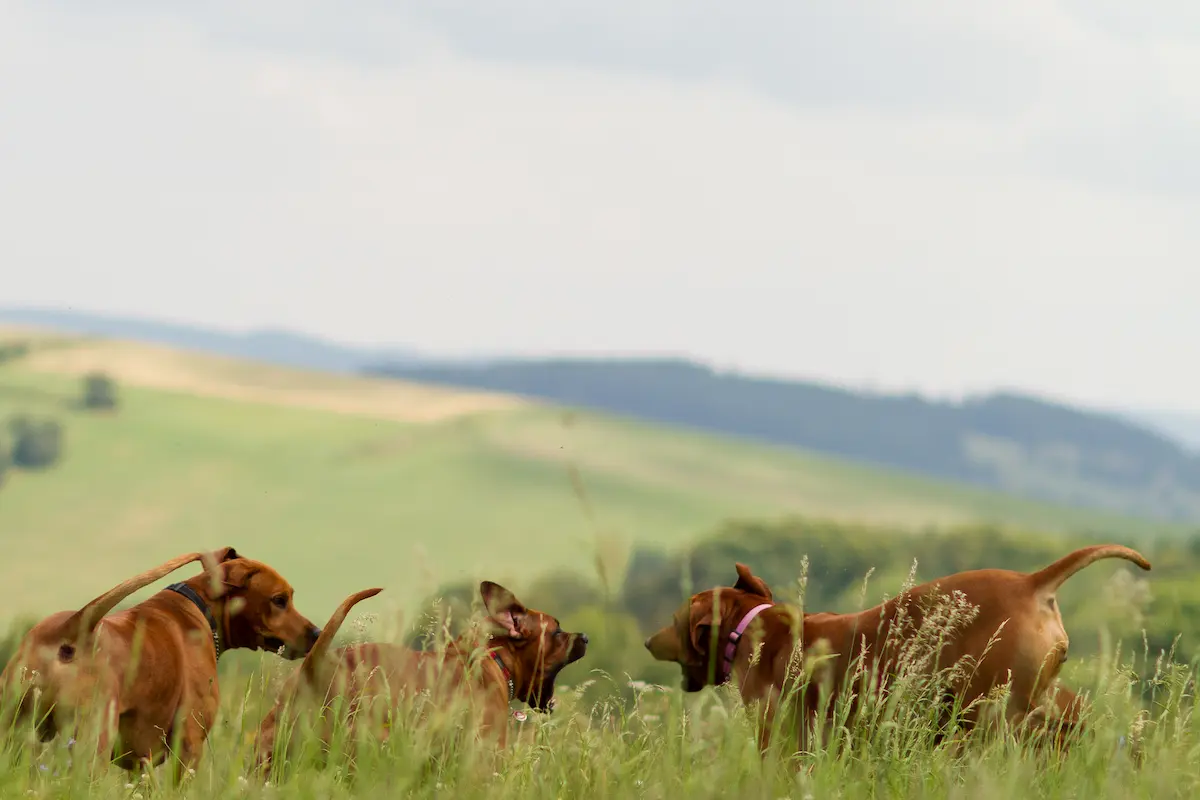 Výchova a socializace Rhodéského ridgebacka 2 Socializace a vychova ridgebacka 1