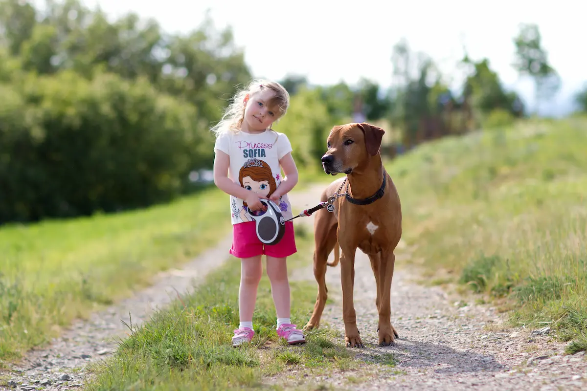 Výchova a socializace Rhodéského ridgebacka 1 Socializace a vychova ridgebacka 2