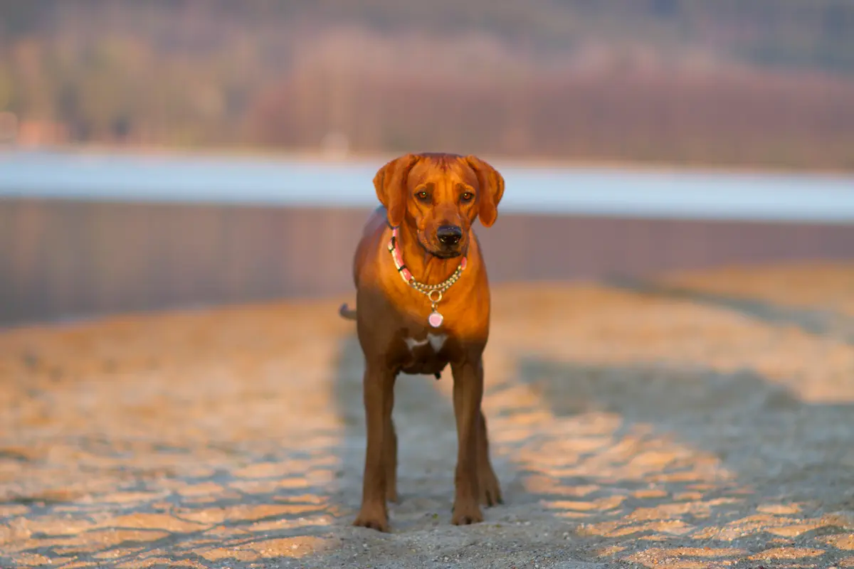 Standard plemene Rhodéského ridgebacka (Rhodesian Ridgeback) 1 Rhodéský ridgeback (Rhodesian Ridgeback) – vzhled a stavba těla podle standardu FCI