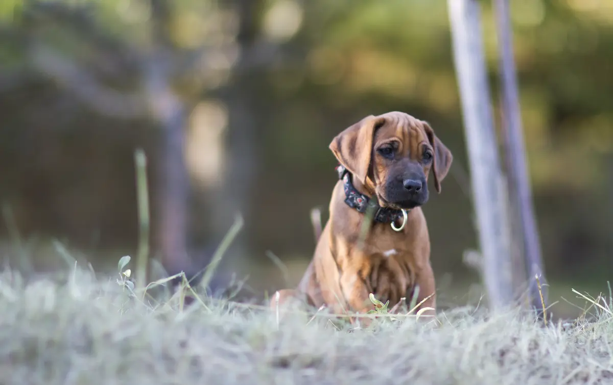 Výstavy a chov Rhodéského ridgebacka 2 Vystava a chov 2