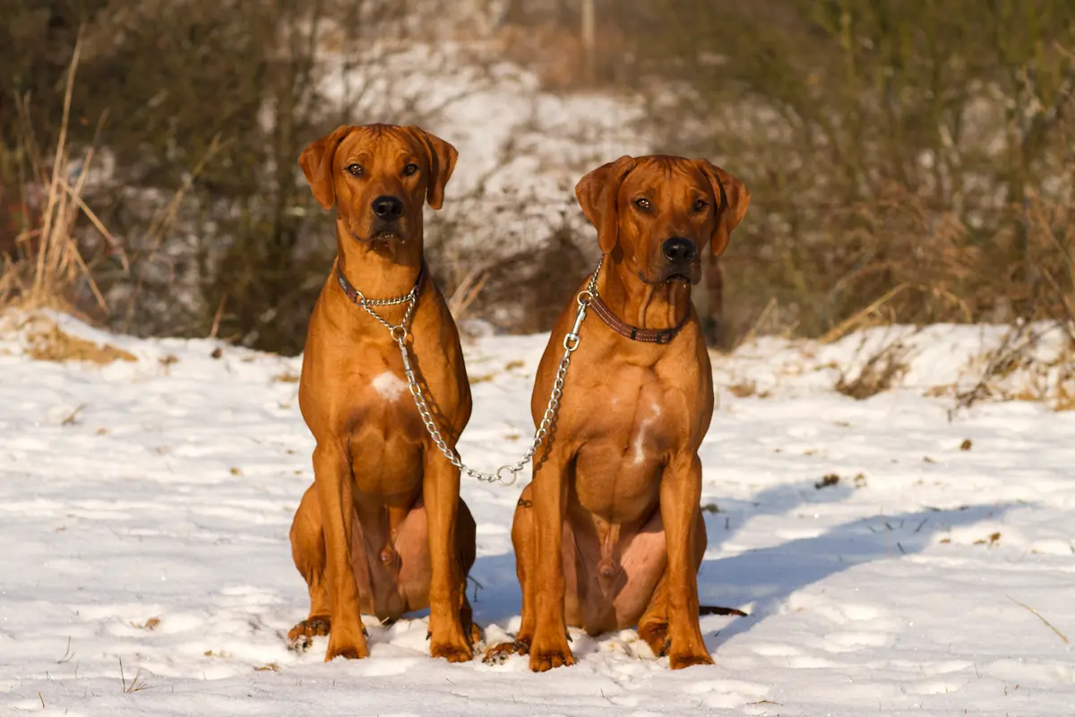 Active Smaragd Oči sfingy - Rhodéský ridgeback