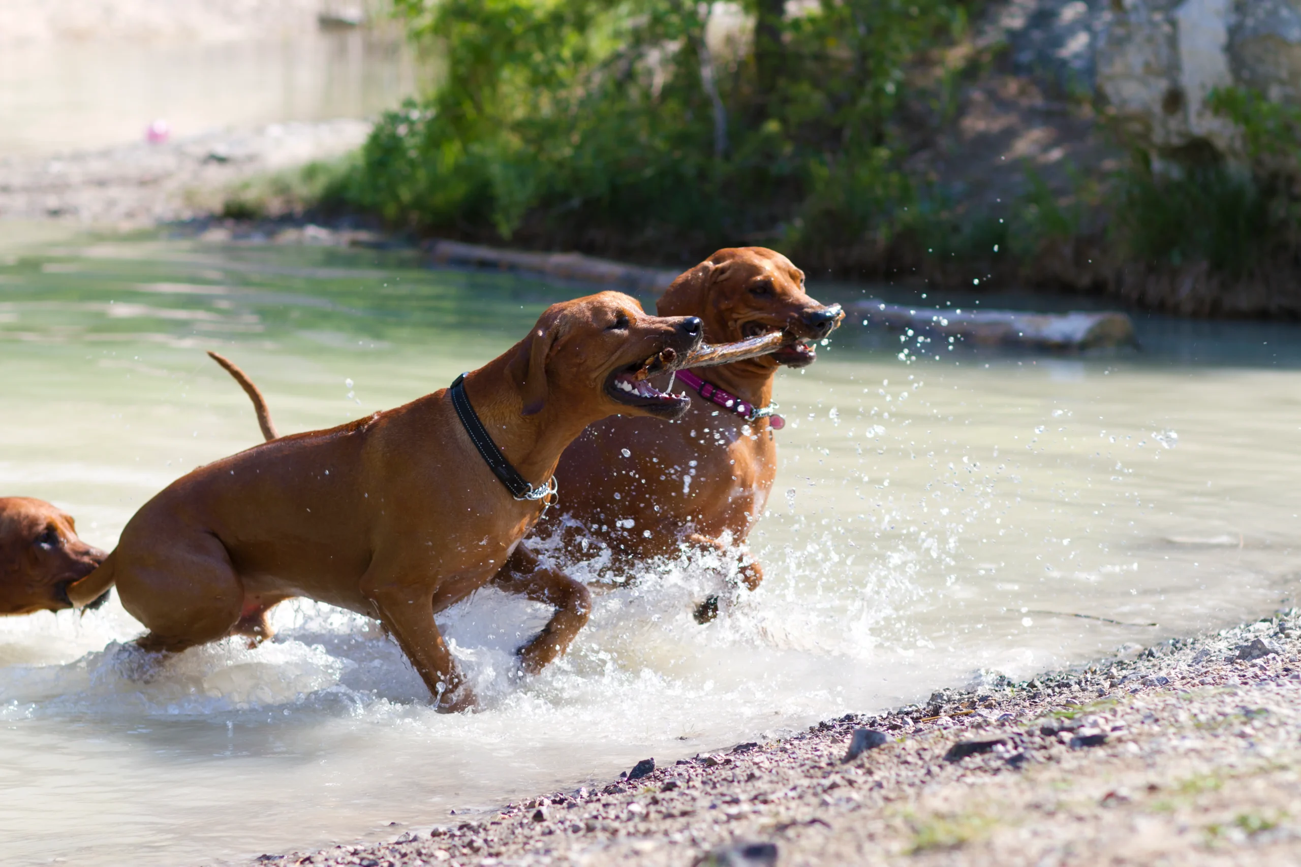 Active Smaragd Oči sfingy - Rhodéský ridgeback