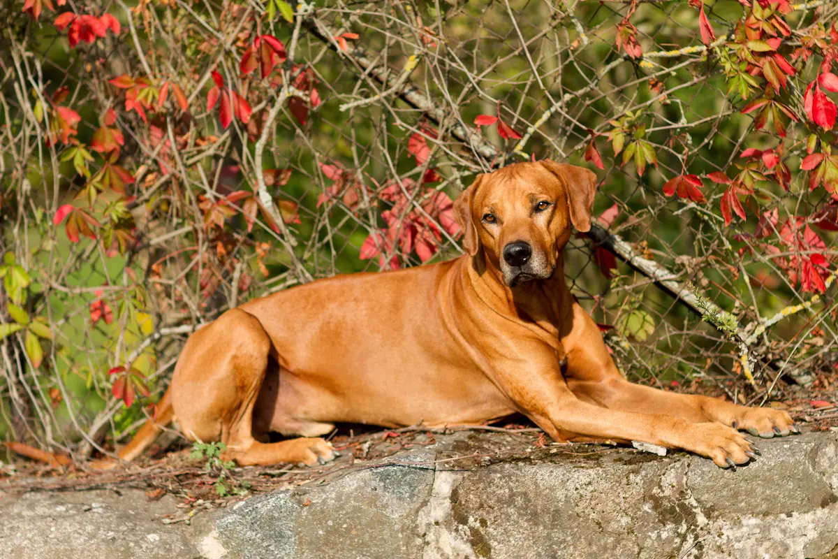 Active Smaragd Oči sfingy - Rhodéský ridgeback