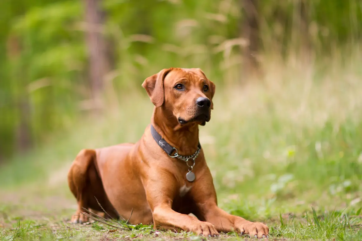 Active Smaragd Oči sfingy - Rhodéský ridgeback