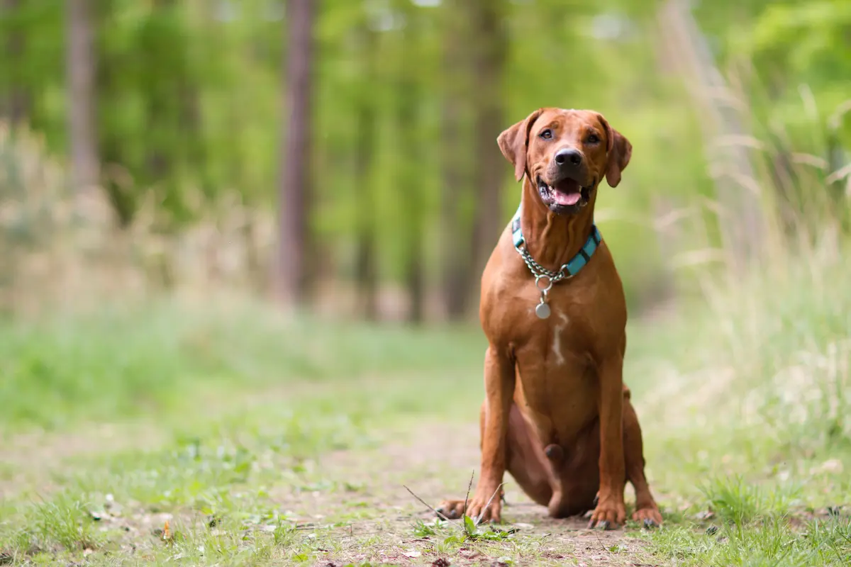 Active Turquoise Oči sfingy - Rhodéský ridgeback