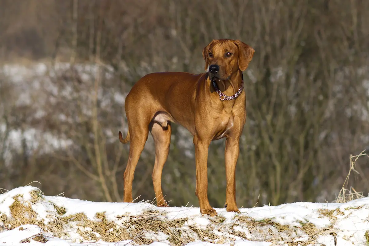 Active Turquoise Oči sfingy - Rhodéský ridgeback