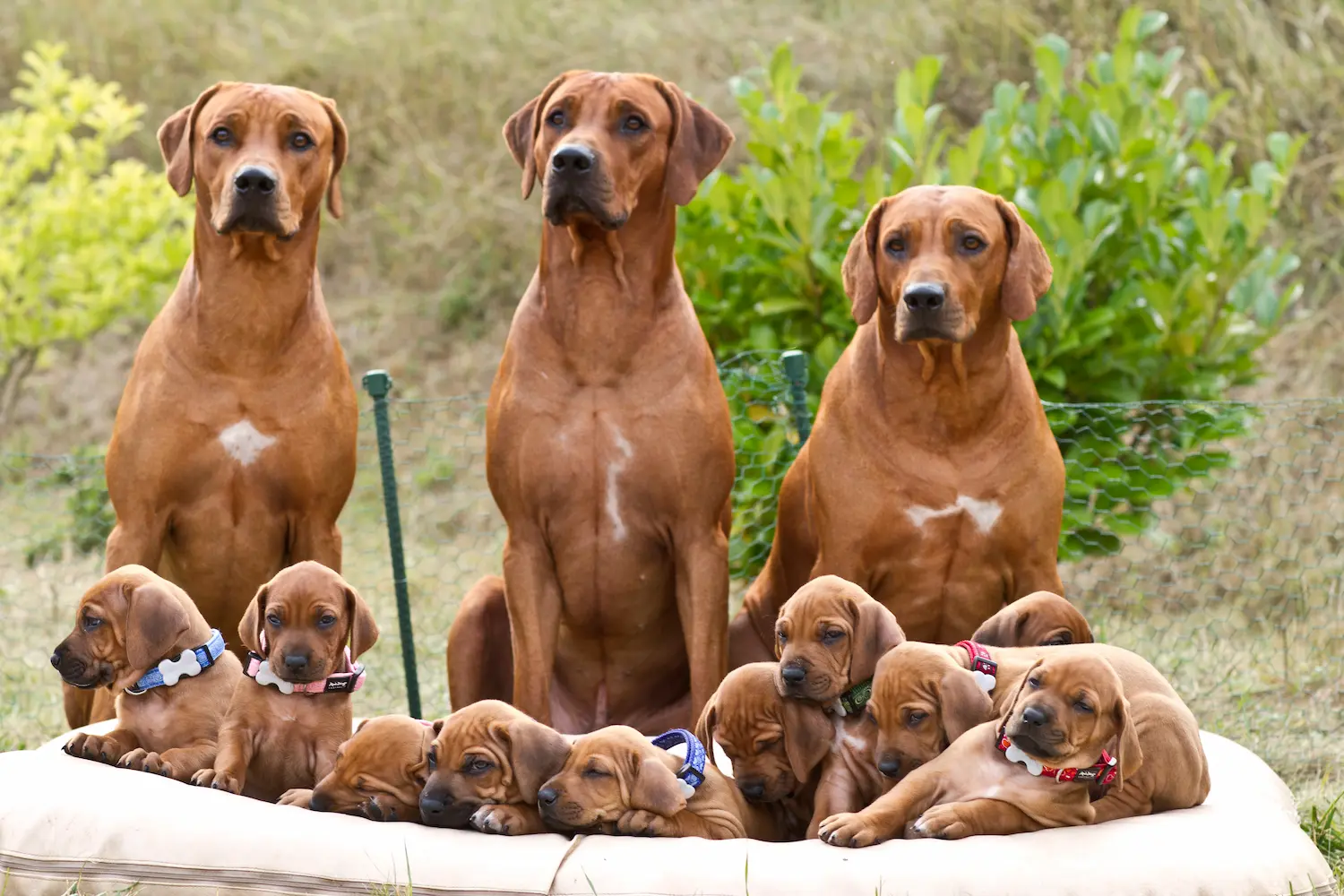 Rhodéský ridgeback štěňata s průkazem původu 1 BEAUTY Oci sfingy stenatka 1