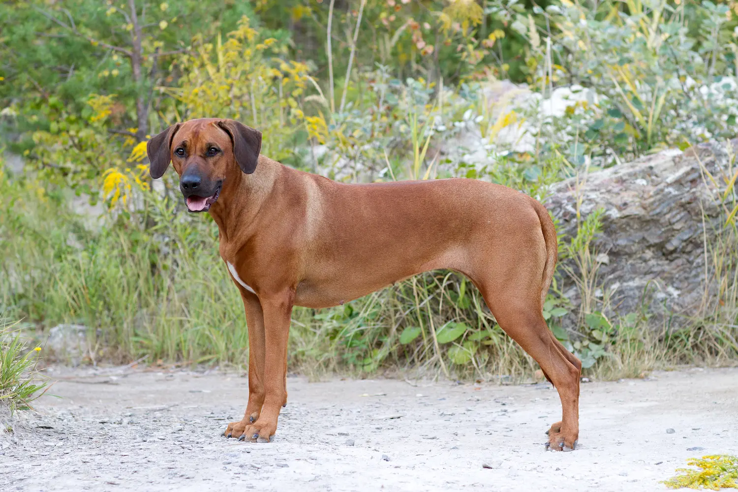 Believe Sweet Sophia - Rhodéský ridgeback