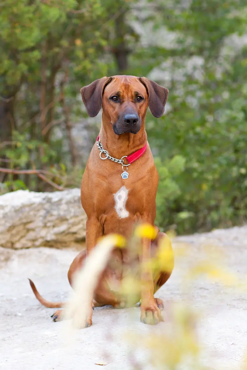 Believe Sweet Sophia - Rhodéský ridgeback