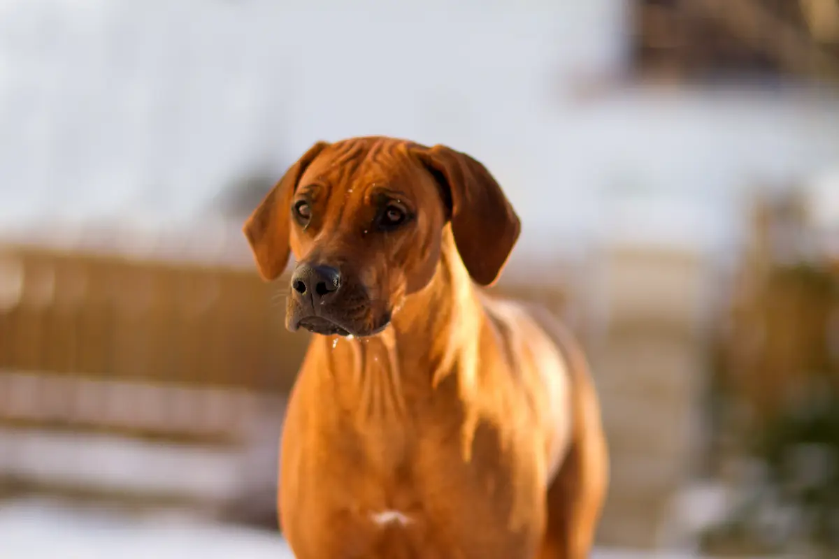 Beauty Tiffany Oči sfingy - Rhodéský ridgeback