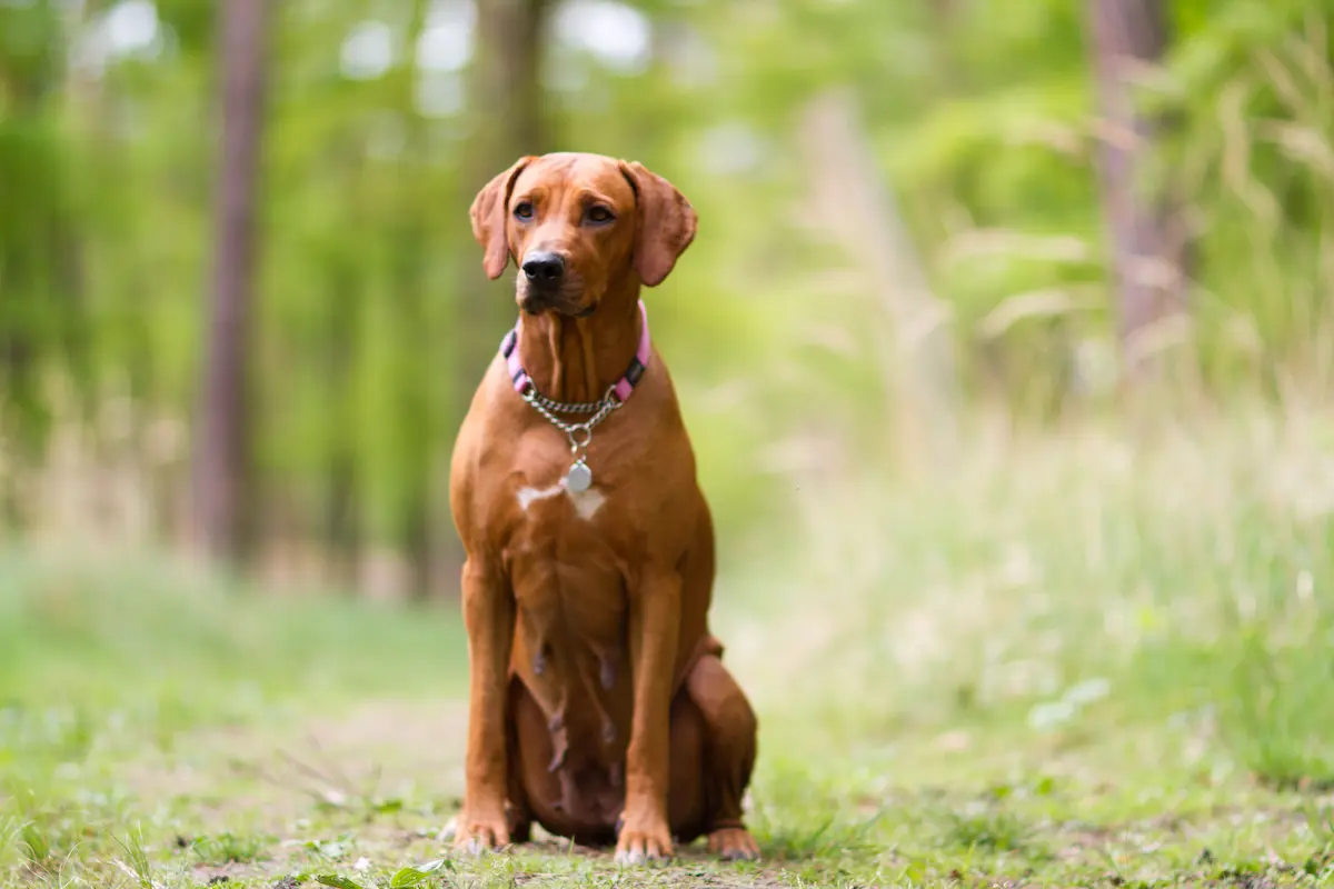 CZ Chantal Rose z Masnerova - Rhodéský ridgeback