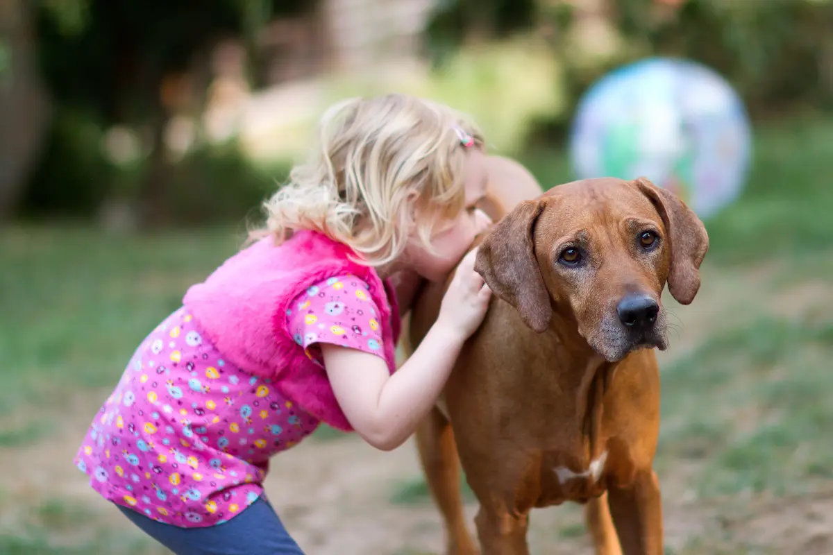 CZ Chantal Rose z Masnerova - Rhodéský ridgeback