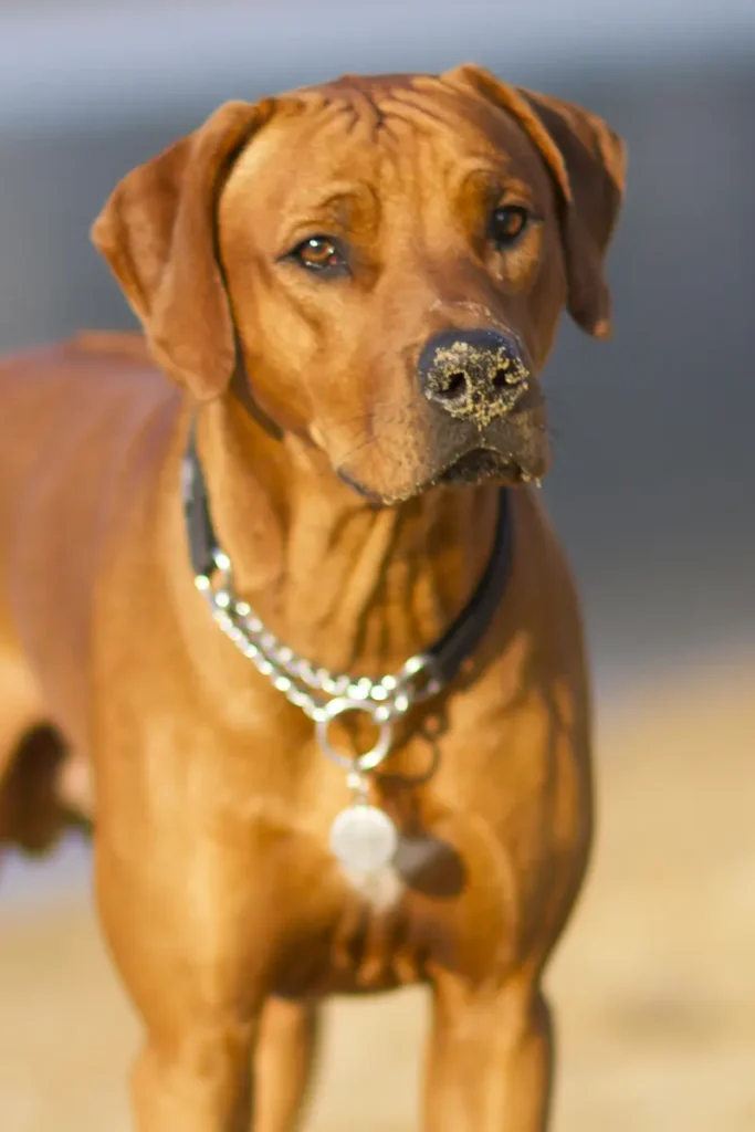 Výchova a socializace Rhodéského ridgebacka 3 FAQ otázky výchova a socializace Rhodéského ridgebacka