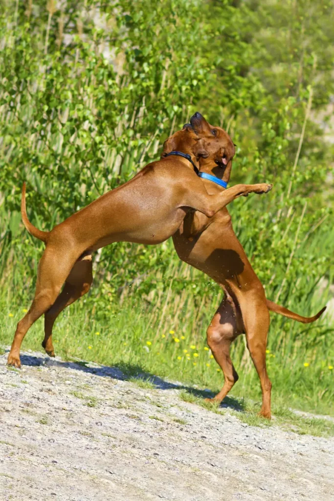 Povaha a temperament Rhodéského ridgebacka 3 FAQ otázky povaha a temperament Rhodéského ridgebacka
