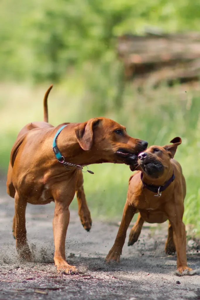 Pohyb a aktivity Rhodéského ridgebacka 3 FAQ otázky Pohyb a aktivity Rhodéského ridgebacka