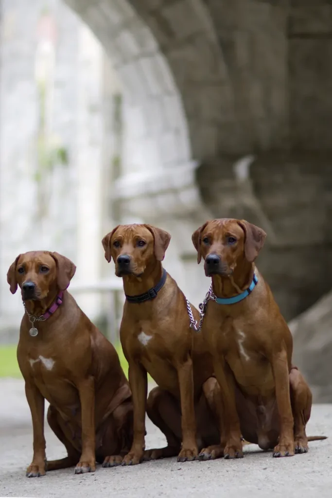 Péče a zdraví Rhodéského ridgebacka 3 FAQ otázky péče a zdraví Rhodéského ridgebacka