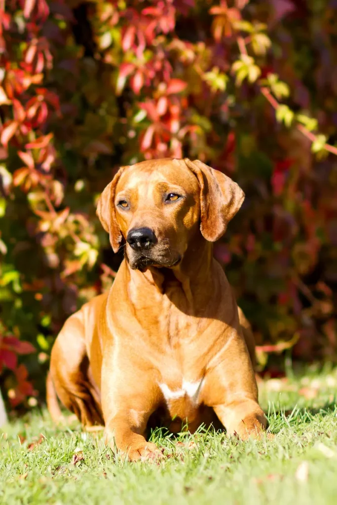 Standard plemene Rhodéského ridgebacka (Rhodesian Ridgeback) 3 FAQ otázky Standard plemene Rhodéského ridgebacka