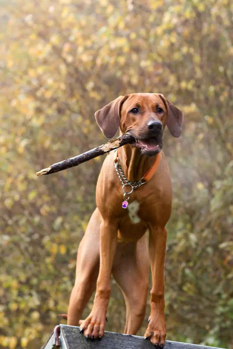 Naši psi | Rhodéští ridgebackové a naše rodina 22 Naše psi - Rhodéští ridgbeackové