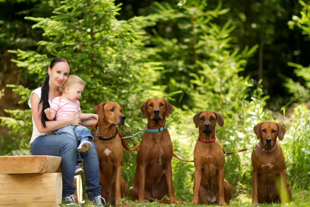 Naši psi - Rhodéský ridgeback Oči sfingy