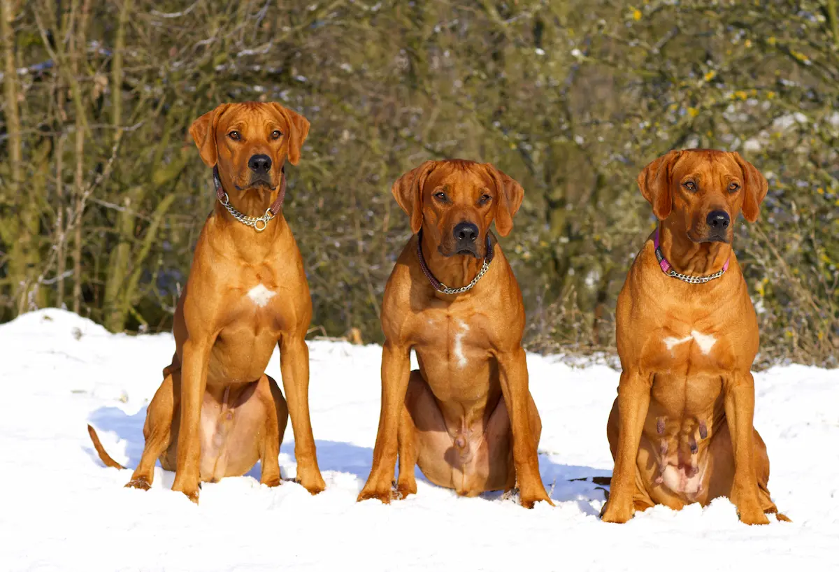 Naši psi - Rhodéský ridgeback Oči sfingy