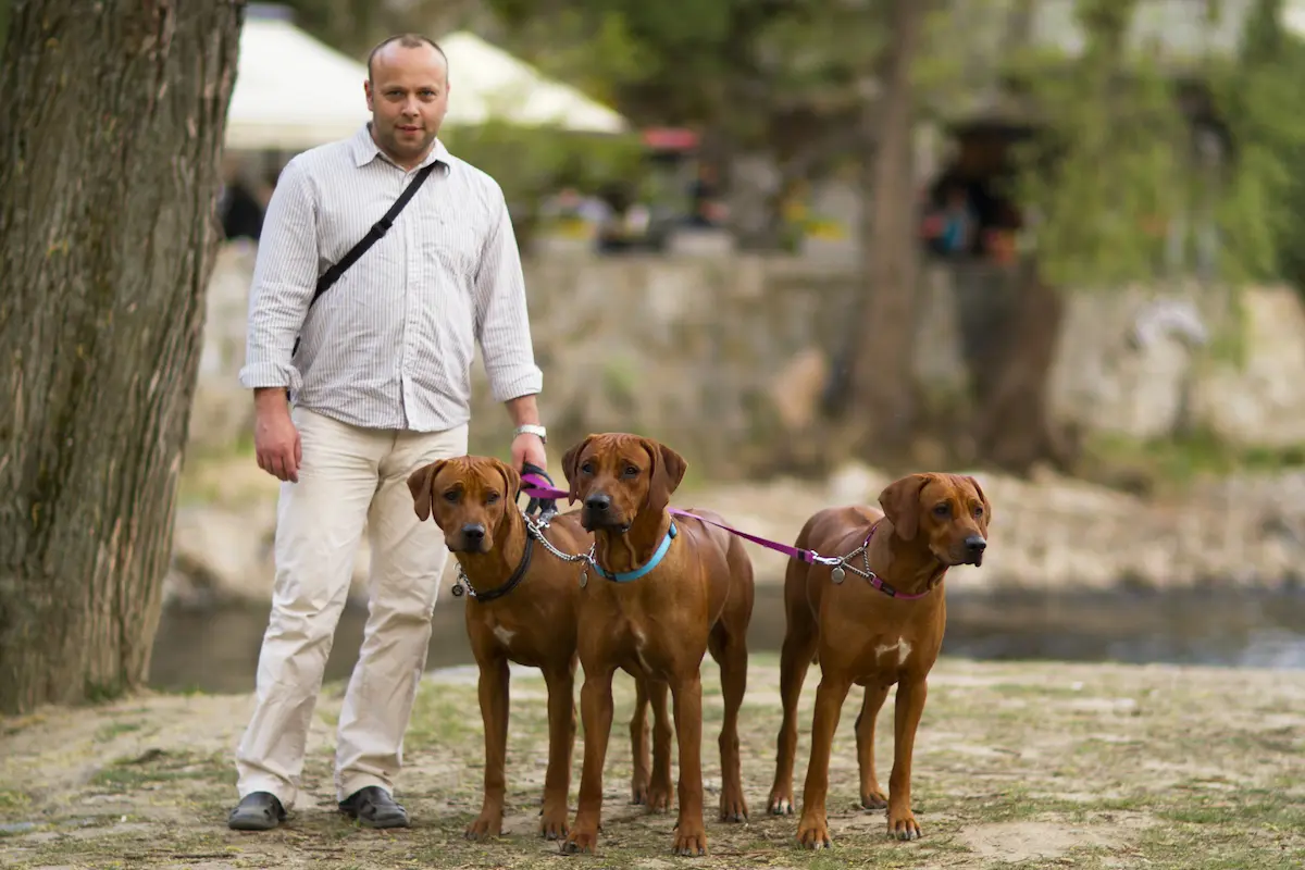 Naši psi - Rhodéský ridgeback Oči sfingy