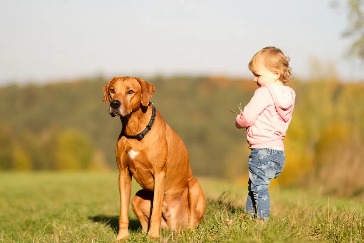 Naši psi - Rhodéský ridgeback Oči sfingy