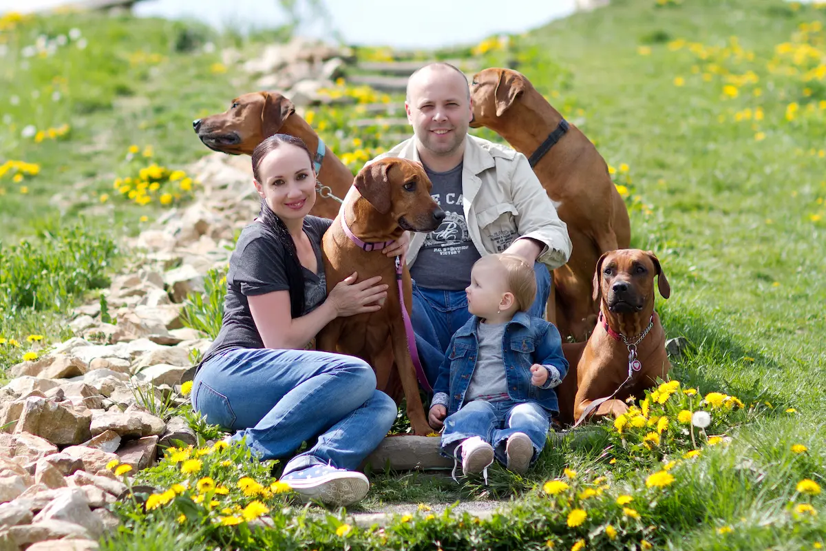 Naši psi - Rhodéský ridgeback Oči sfingy