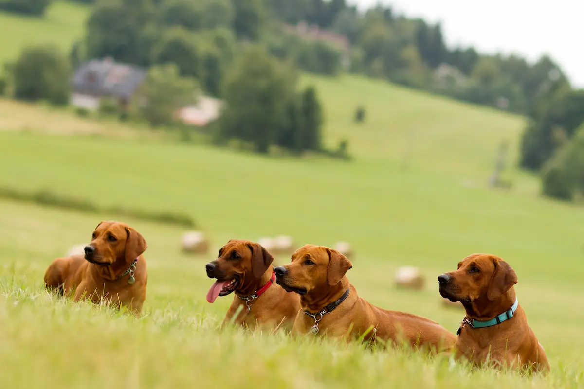 Naši psi - Rhodéský ridgeback Oči sfingy